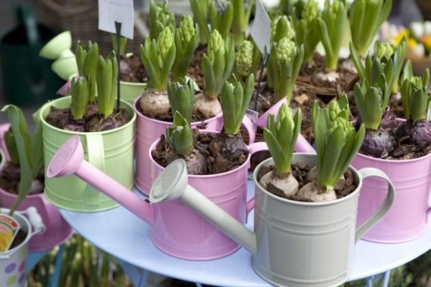 potted bulbs