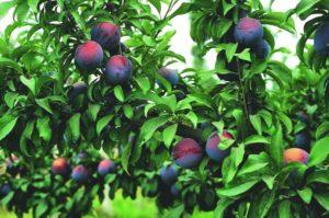 Description of plum variety Manchurian beauty, pollinator varieties and cultivation