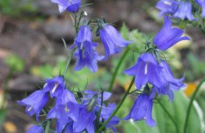 100 tipus i varietats de campanes de jardí amb descripció, plantació i cura