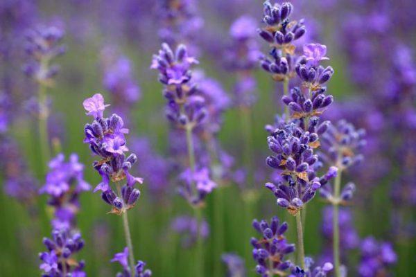 flores de lavanda