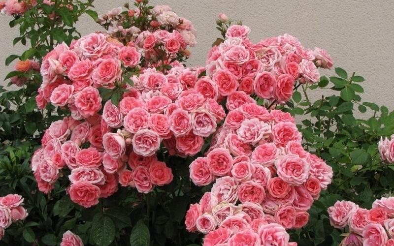 floribunda rosa