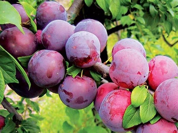 plum on a branch