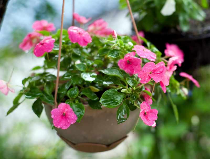 balsam in a pot