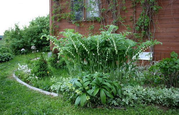 Description des types et des caractéristiques Kupena, plantation et entretien en plein champ