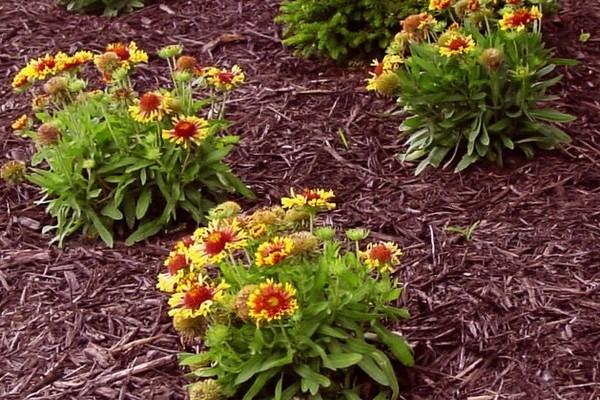 parterre de fleurs