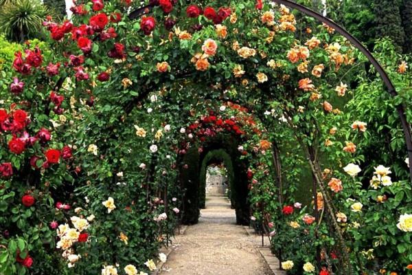 rose garden