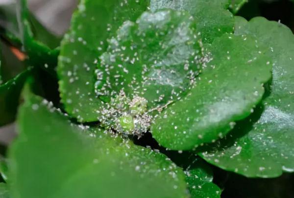 pests of begonias flowers