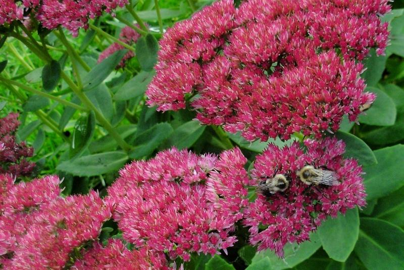 stonecrop flower