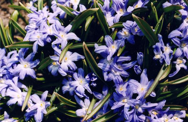 chionodoxa blooms