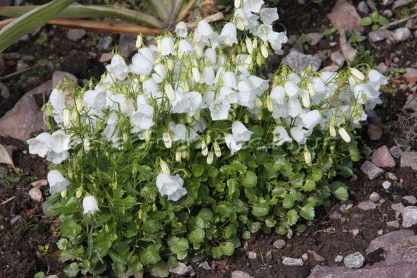 cloche blanche