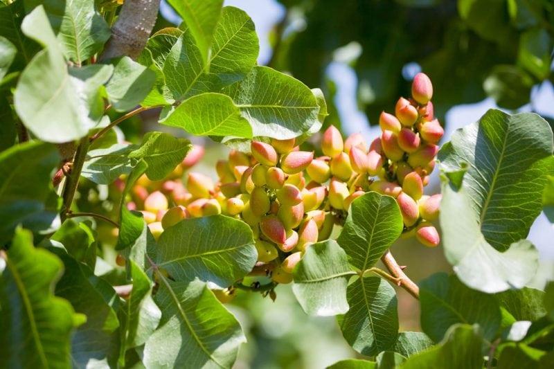 pistaches sur bois