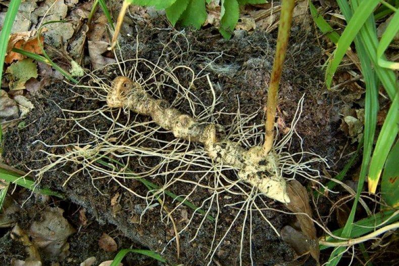 flower roots