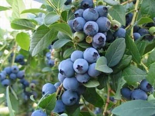 ripe blueberries