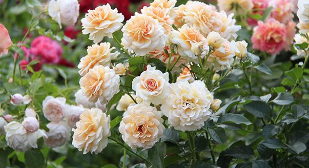 floribunda rose