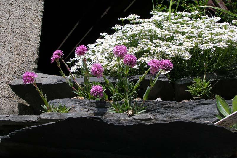 lychnis on stones