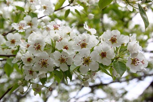 plum blossom