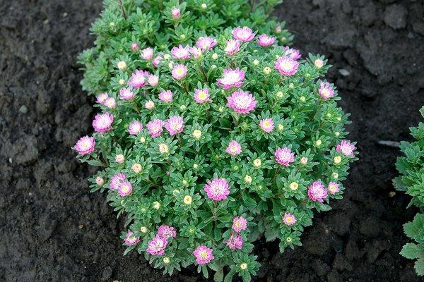 fleurs sur un parterre de fleurs