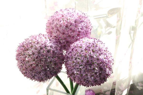 allium