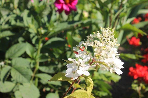 herbs in the garden