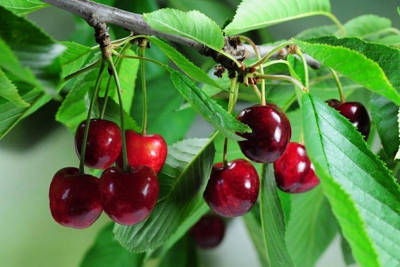 cherries in the Urals