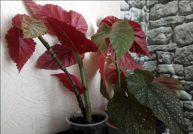 Trasplante de flores de begonia