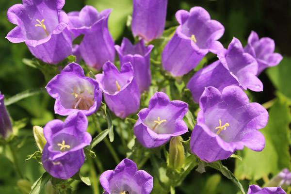 fleurs dans le jardin