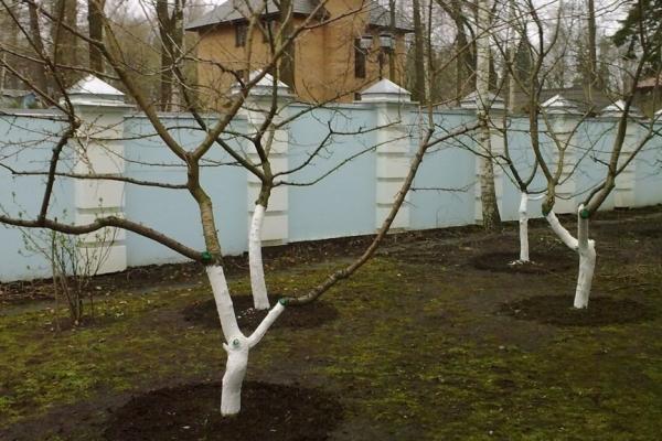 whitewashing trees