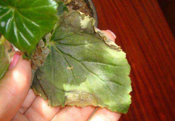 begonia disease