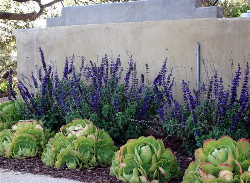 parterre de fleurs