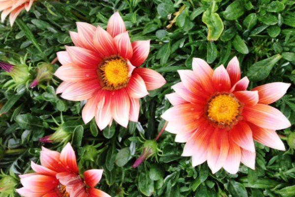 flores de gazania