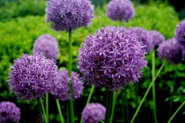 allium onion in the garden