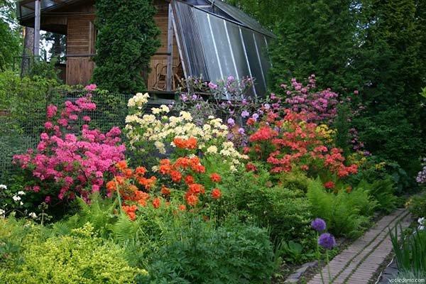 flores en el campo