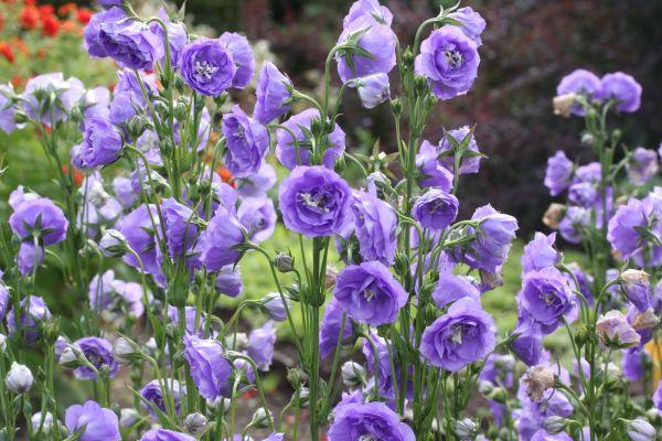 flores en el jardin