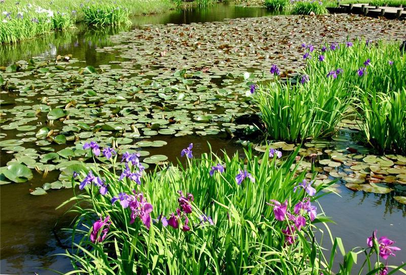 irises on the water