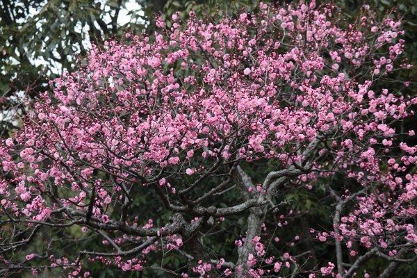 flor de ciruelo