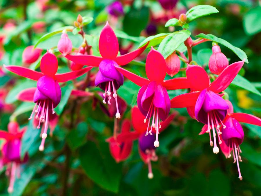 fuchsia d'intérieur