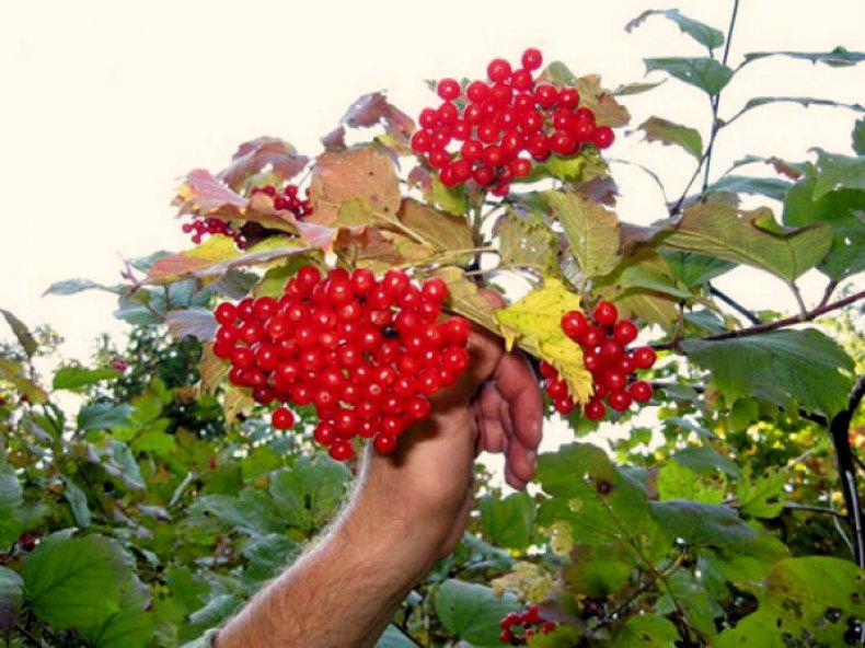 mature viburnum