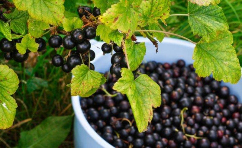 picking black currant