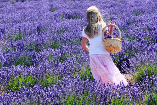 lavanda en el campo