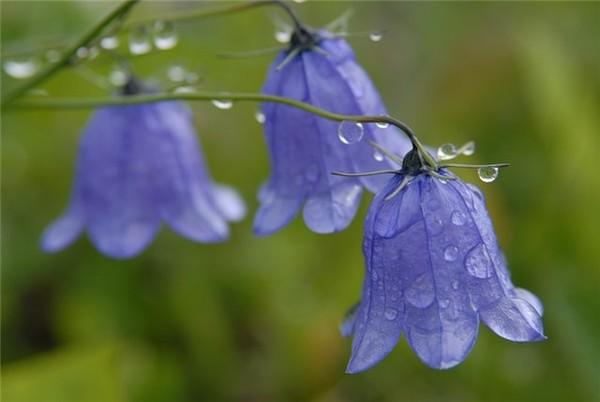 bleu cloche