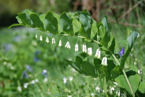 kupena floreciente