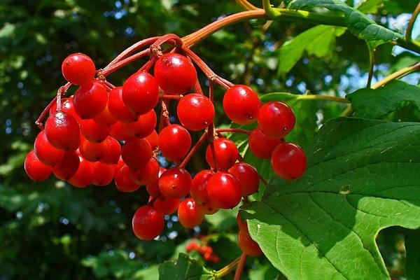 viburnum comestible rouge