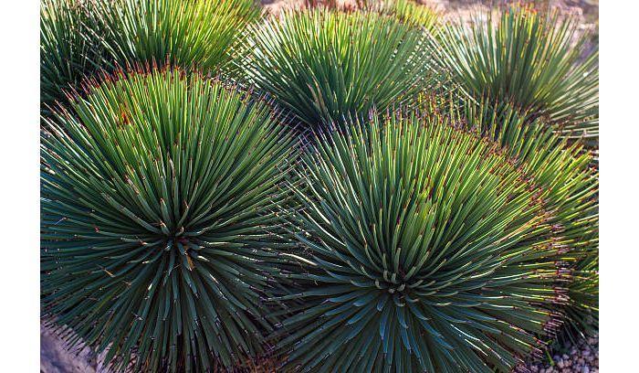 yucca bushes