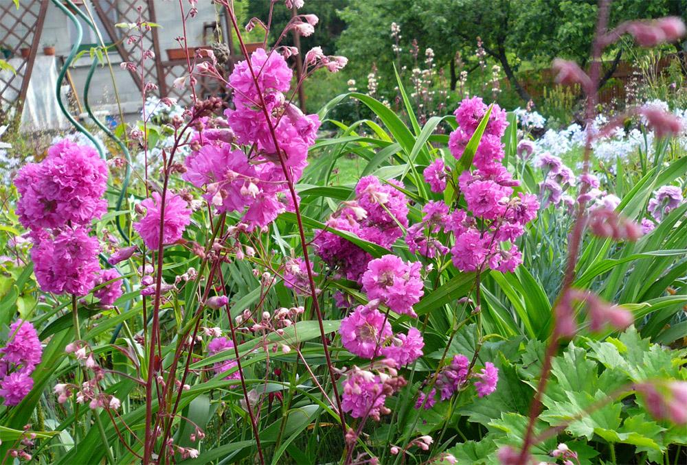 lychnis vivace