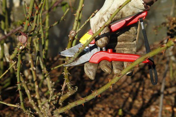 pruning roses