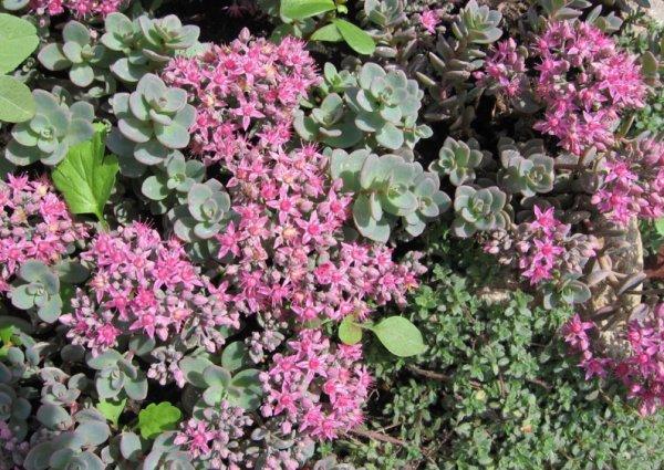 sedum in the garden