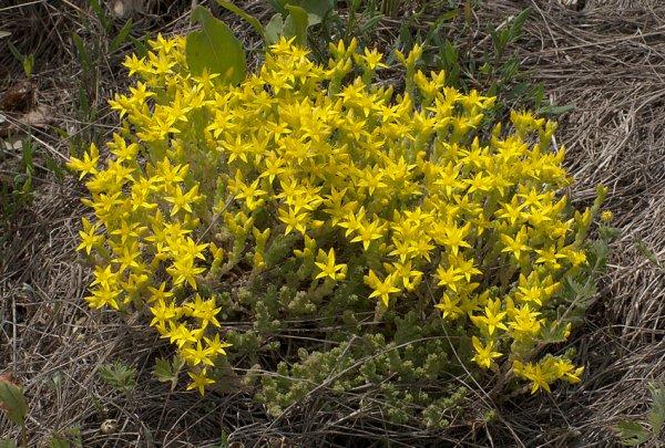 stonecrop yellow