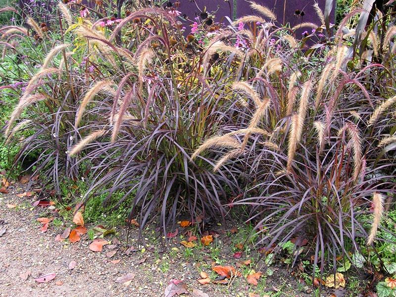 pennisetum in the garden