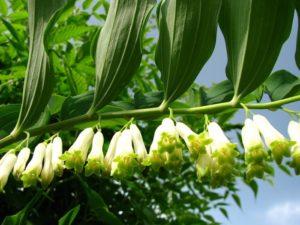 Description of types and features Kupena, planting and care in the open field