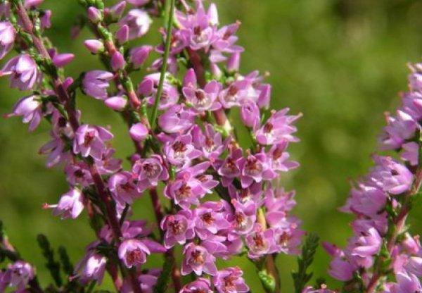 flowering branches